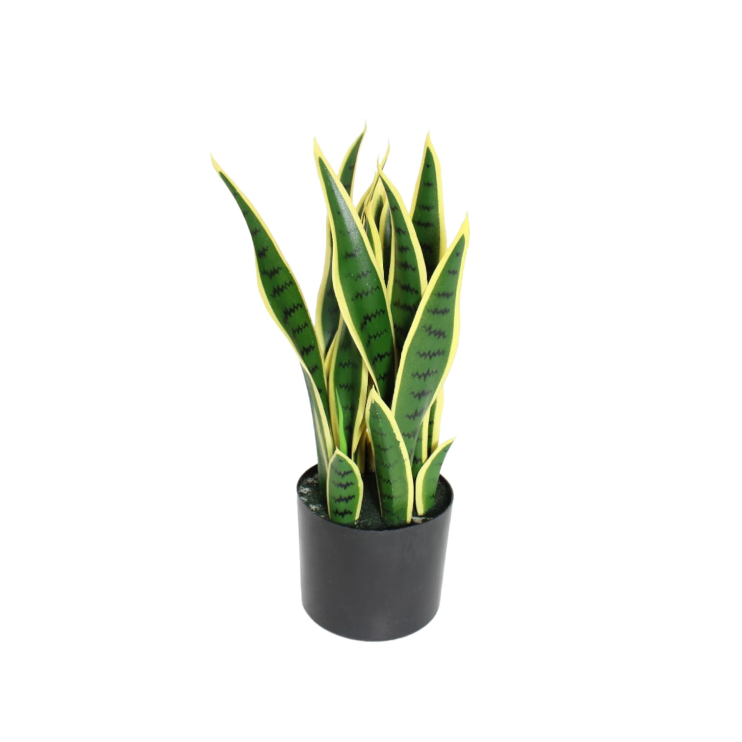 Planta de sansevieria color - Galerías el Triunfo - 025072097069