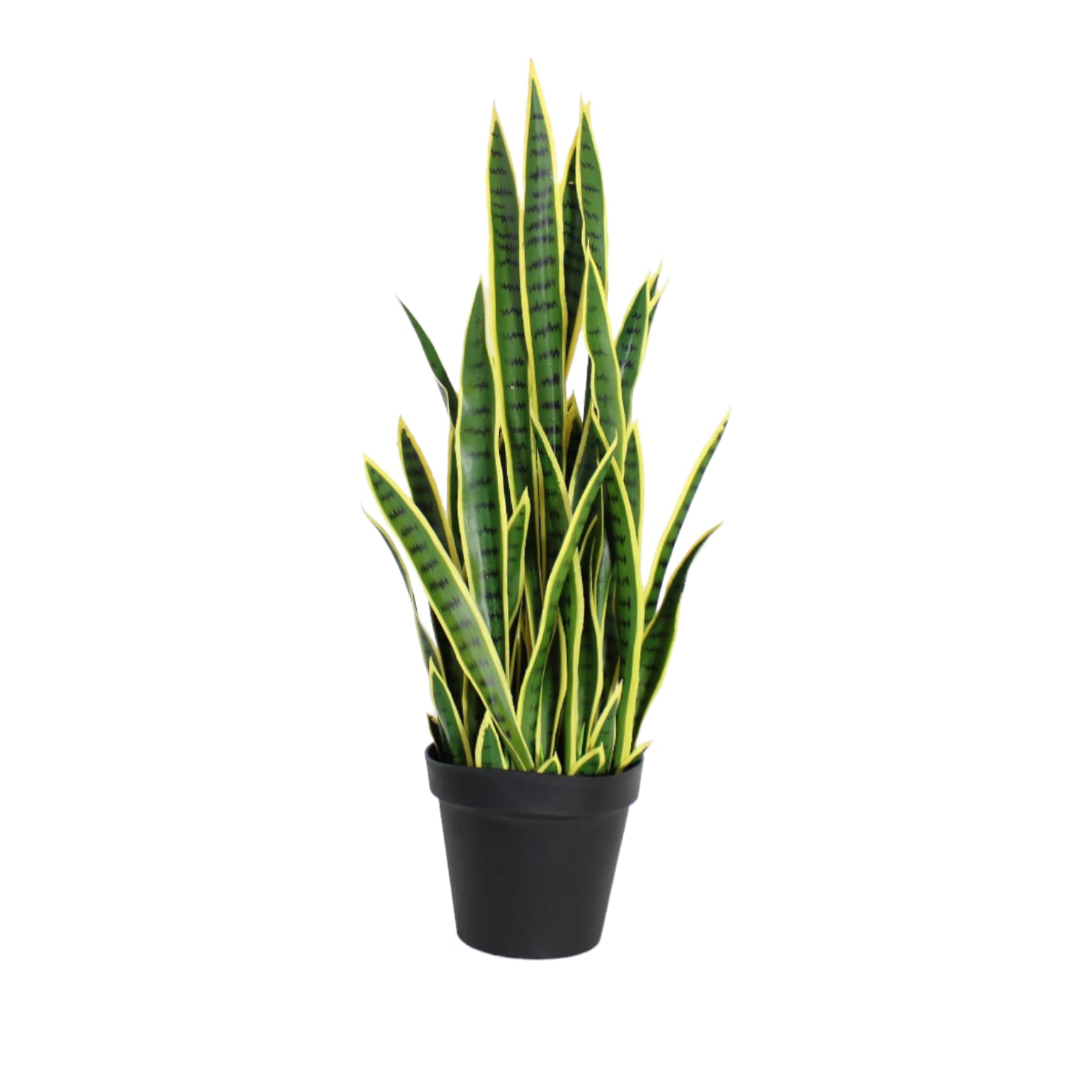 Planta de sansevieria color - Galerías el Triunfo - 025072097068