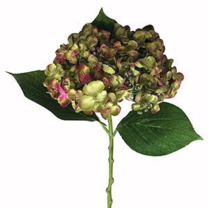 Vara de Hortensia verde - Galerías el Triunfo - 281001736039